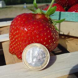 Fragaria vesca 'Maxim'